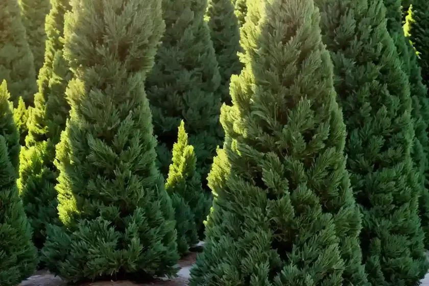 Kashmir cypress (cupressus cashmeriana) — photo 3