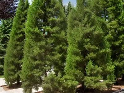 Kashmir Cypress (Cupressus Cashmeriana)