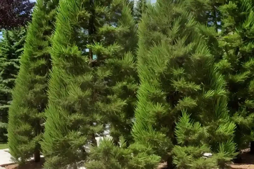 Kashmir cypress (cupressus cashmeriana)