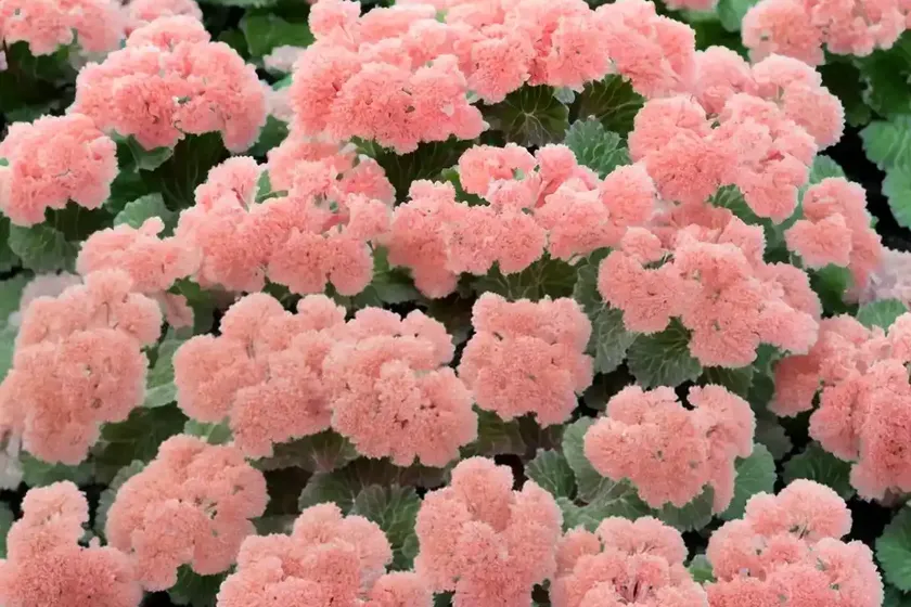 Kassandra coral bells (heuchera ‘kassandra’) — photo 2