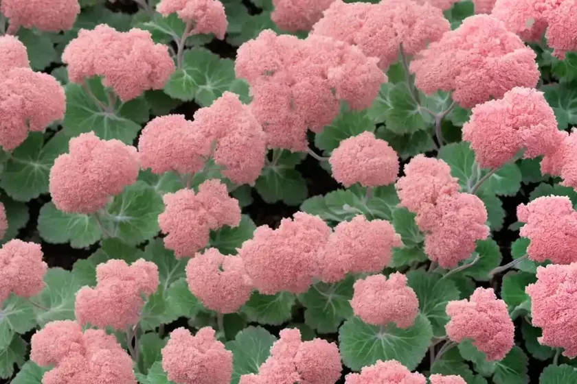 Kassandra coral bells (heuchera ‘kassandra’) — photo 3