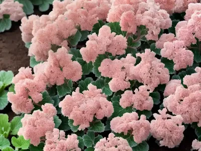 Kassandra Coral Bells (Heuchera ‘kassandra’)