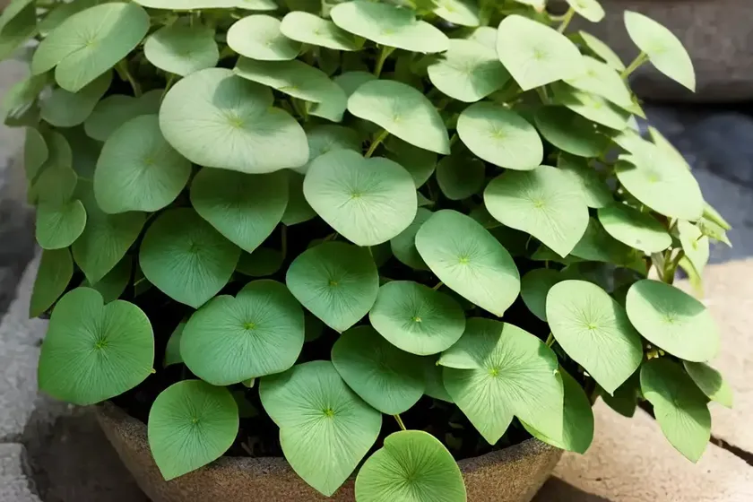 Kenilworth ivy (cymbalaria muralis) — photo 2