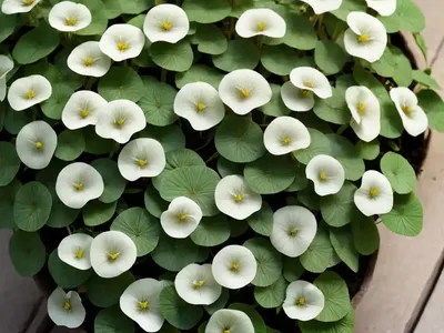 Kenilworth Ivy (Cymbalaria Muralis)