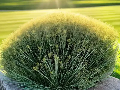 Kentucky Bluegrass (Poa Pratensis)