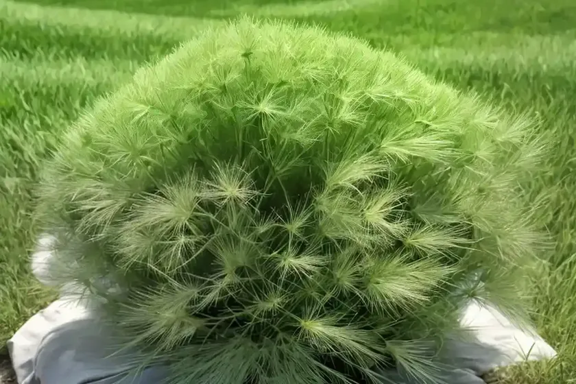 Kentucky bluegrass (poa pratensis (group) — photo 3