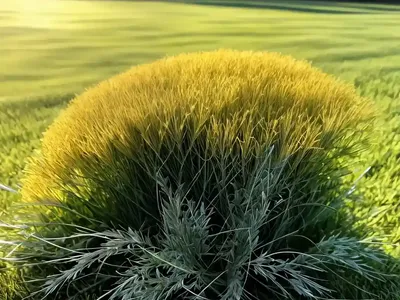 Kentucky Bluegrass (Poa Pratensis (group)