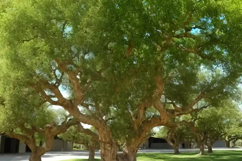 Kermes oak (quercus coccifera) — photo 2