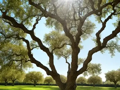 Kermes Oak (Quercus Coccifera)