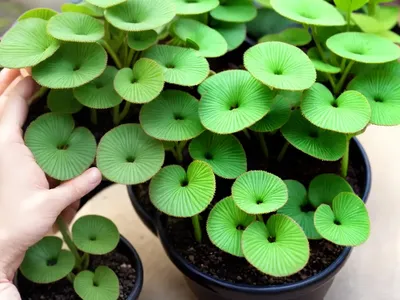 Kiereweed (Pilea Depressa)