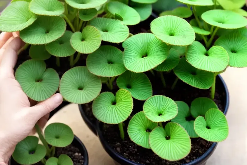 Kiereweed (pilea depressa)