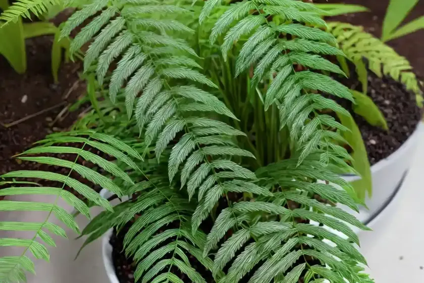 Kimberly queen fern (nephrolepis obliterata) — photo 2