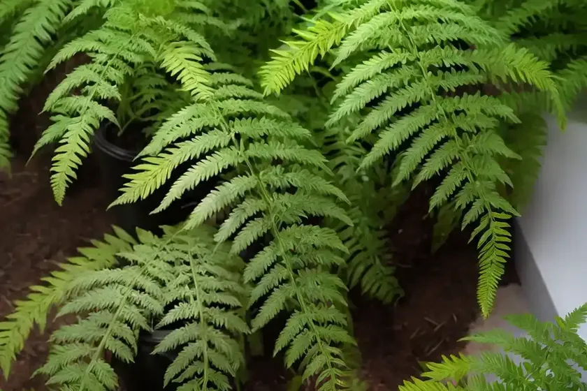 Kimberly queen fern (nephrolepis obliterata) — photo 3