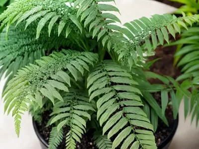 Kimberly Queen Fern (Nephrolepis Obliterata)