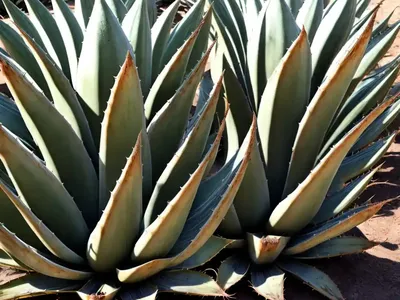King Ferdinand Agave (Agave Nickelsiae)