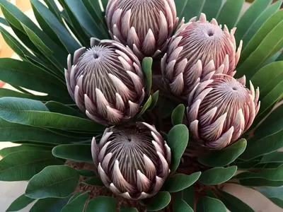 King Protea (Protea Cynaroides)