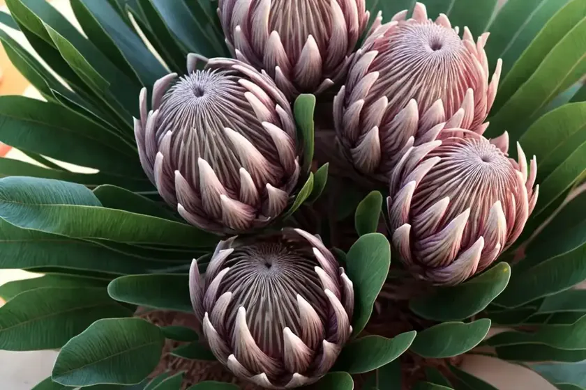 King protea (protea cynaroides)