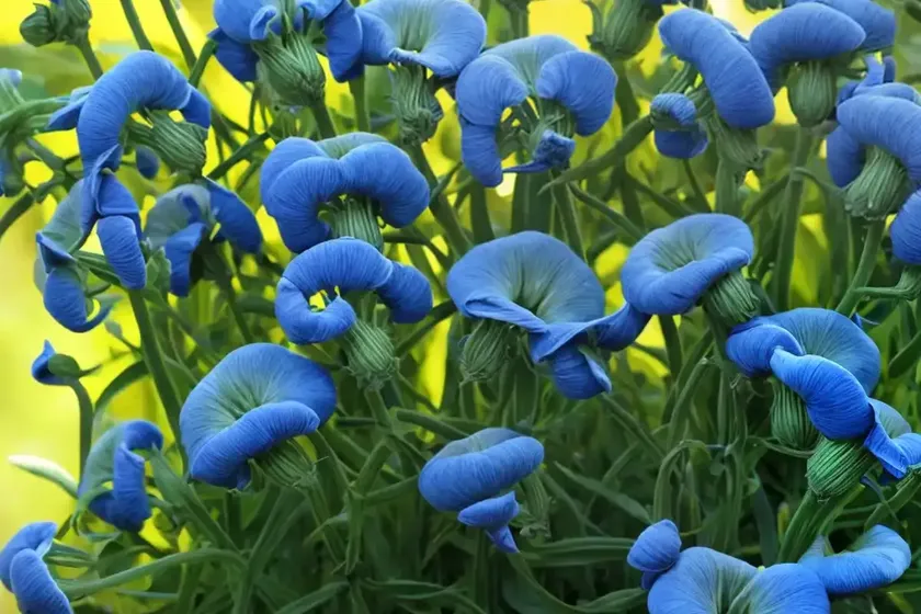 King tut grass pea (lathyrus azureus) — photo 2