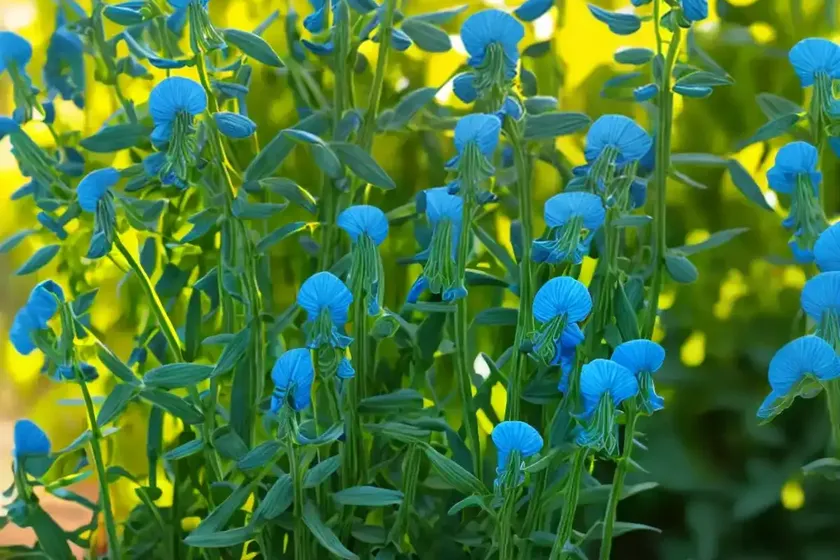 King tut grass pea (lathyrus azureus) — photo 3
