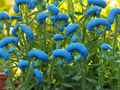 King Tut Grass Pea (Lathyrus Azureus)