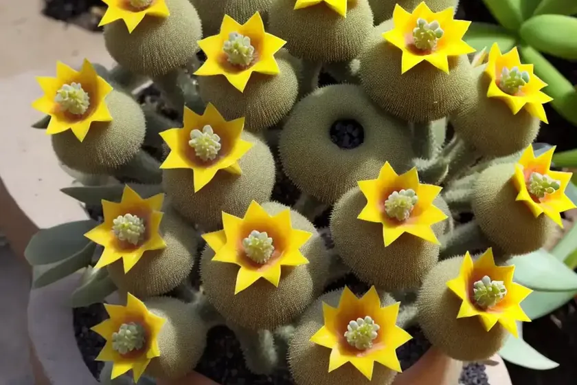 Kleinia stapeliiformis (senecio stapeliiformis) — photo 2