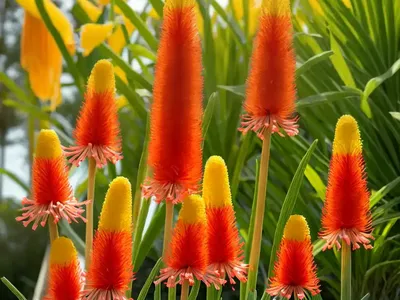 Kniphofia ‘Lemon Popsicle’ (Red Hot Poker)