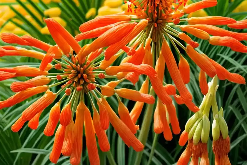 Kniphofia ‘orange vanilla popsicle’ (red hot poker) — photo 2