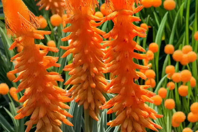 Kniphofia ‘orange vanilla popsicle’ (red hot poker) — photo 3