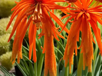 Kniphofia ‘Orange Vanilla Popsicle’ (Red Hot Poker)