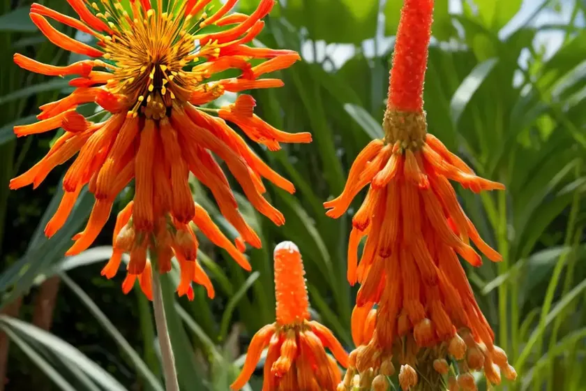 Kniphofia ‘papaya popsicle’ (red hot poker) — photo 3
