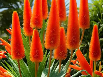 Kniphofia ‘Papaya Popsicle’ (Red Hot Poker)