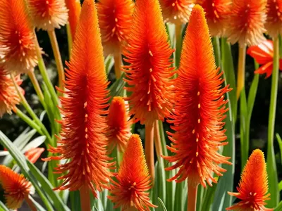 Kniphofia ‘Percy’s Pride’ (Red Hot Poker)
