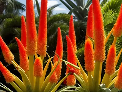 Kniphofia ‘Pineapple Popsicle’ (Red Hot Poker)