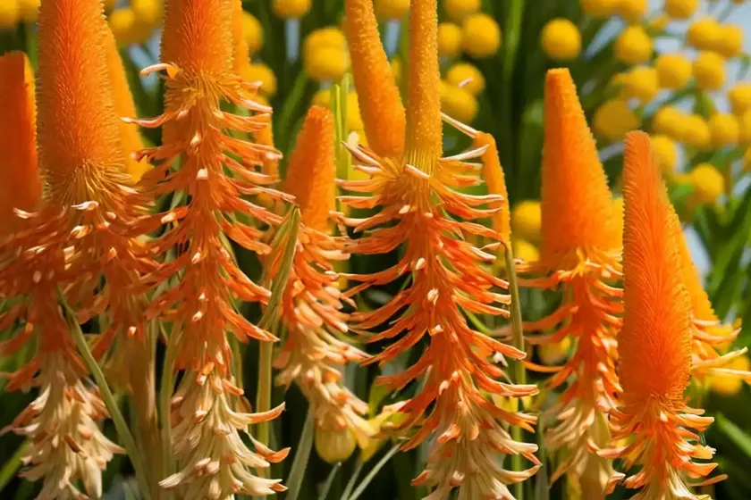 Kniphofia poco citron (red hot poker) — photo 2