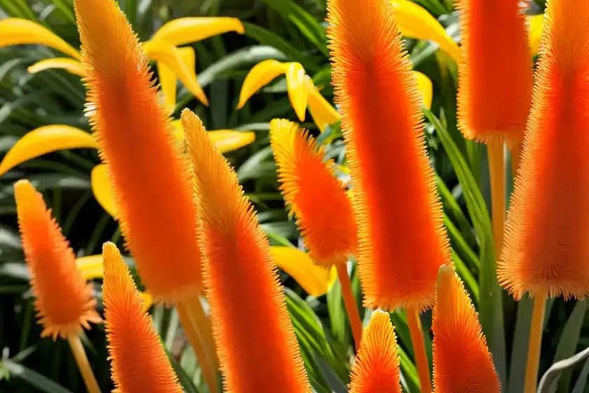 Kniphofia poco citron (red hot poker) — photo 3