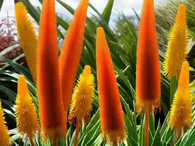 Kniphofia Poco Citron (Red Hot Poker)