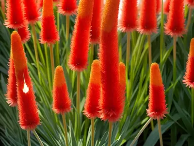 Kniphofia ‘Rocket’s Red Glare’ (Red Hot Poker)