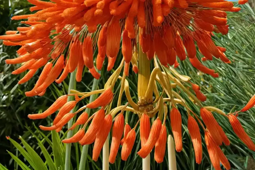 Kniphofia ‘royal standard’ (red hot poker) — photo 3