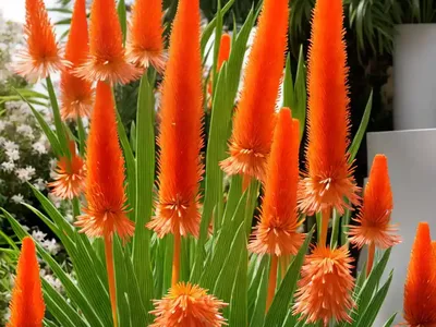 Kniphofia ‘Tawny King’ (Red Hot Poker)