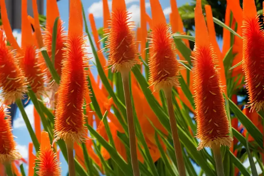 Kniphofia ‘timothy’ (red hot poker) — photo 2