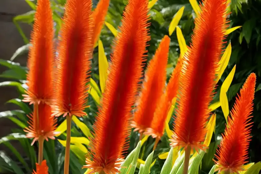 Kniphofia ‘timothy’ (red hot poker) — photo 3