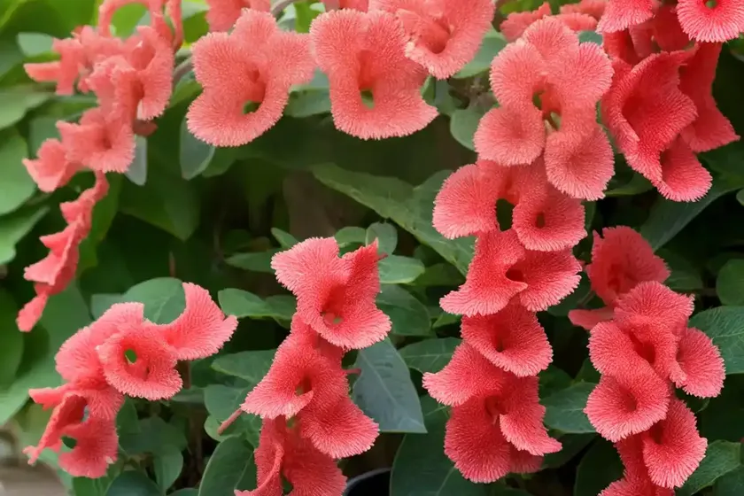 Kohleria (Kohleria) — photo 2