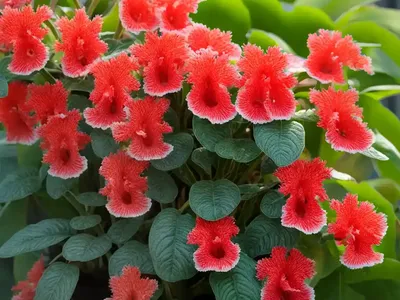 Kohleria (Kohleria)