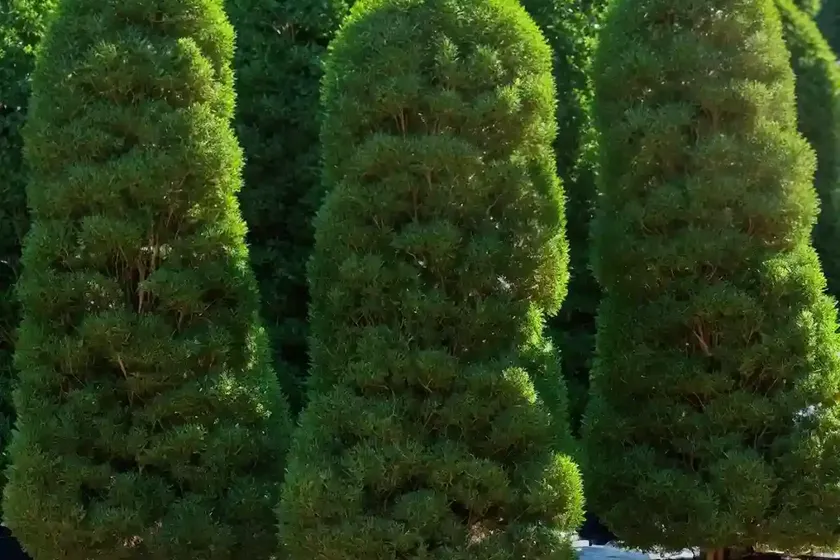 Korean arborvitae (thuja koraiensis ‘glauca prostrata’) — photo 3