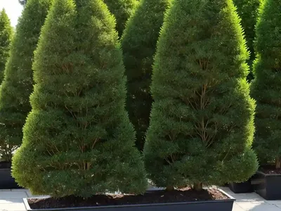 Korean Arborvitae (Thuja Koraiensis ‘Glauca Prostrata’)