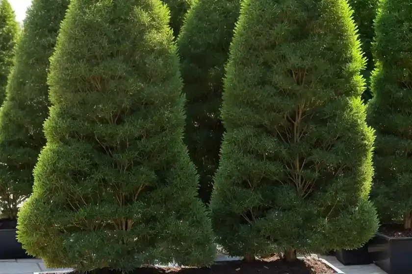 Korean arborvitae (thuja koraiensis ‘glauca prostrata’)