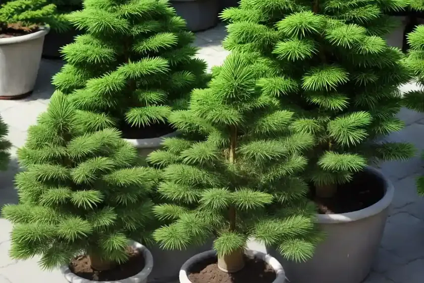 Korean Fir (Abies Koreana ‘Silberlocke’) — photo 2