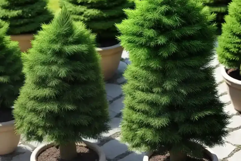 Korean Fir (Abies Koreana ‘Silberlocke’) — photo 3