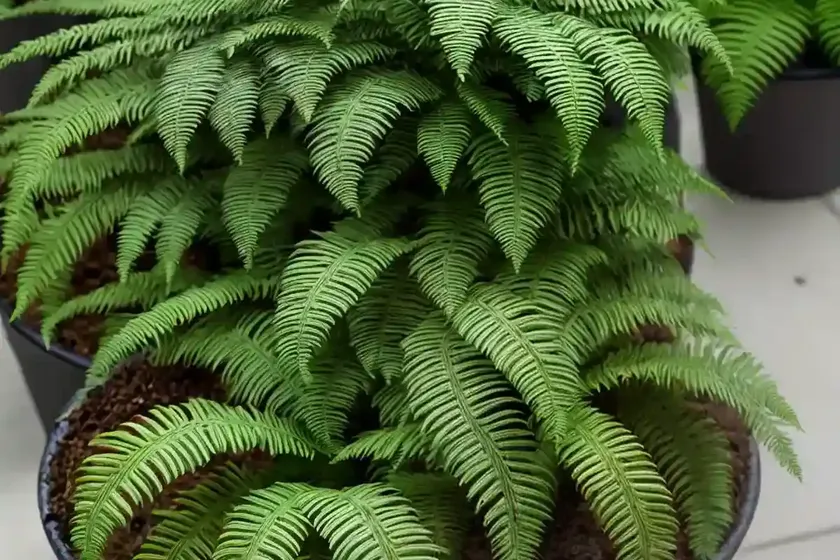 Korean Rock Fern (Polystichum Tsus-simense) — photo 2