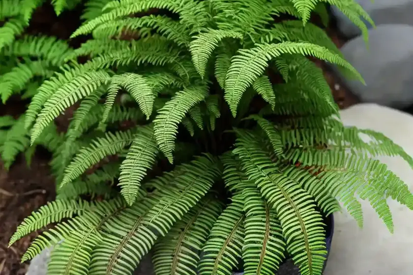 Korean Rock Fern (Polystichum Tsus-simense) — photo 3